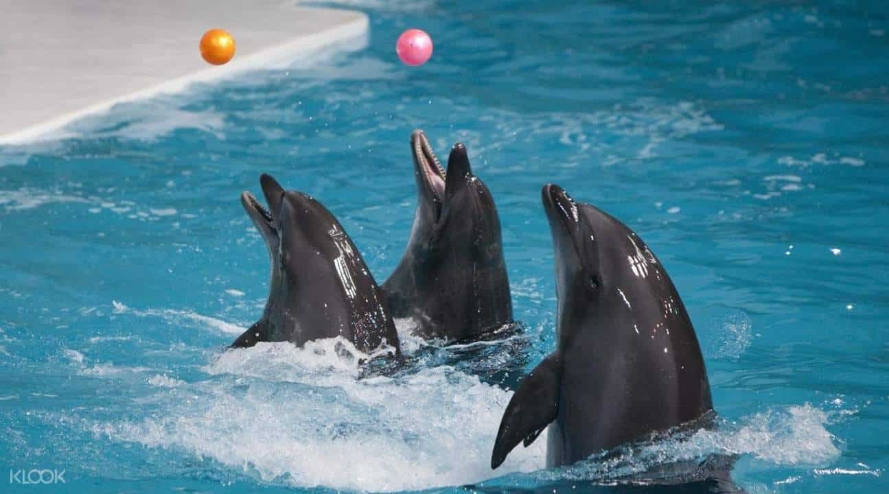 Dubai Dolphinarium