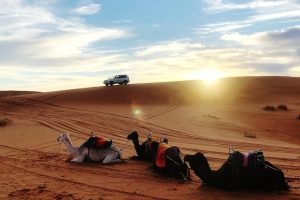 Evening Desert Safari